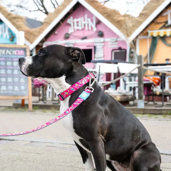 Max & Molly Dog Leash