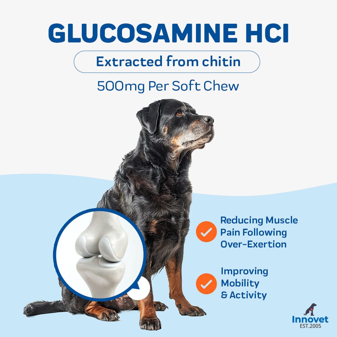 Advanced Mobility Support Chews for Dogs