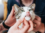 At-Home Oral Health Test for Cats & Dogs - 1CT