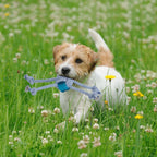 Dog Chew Toys 6pcs Value Pack