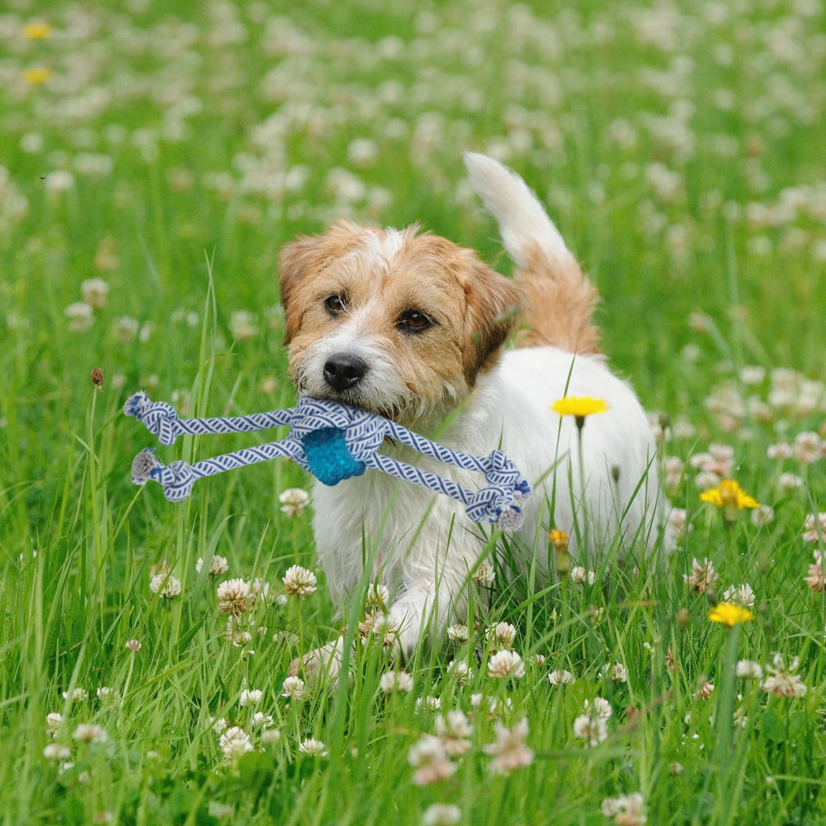 Dog Chew Toys 6pcs Value Pack