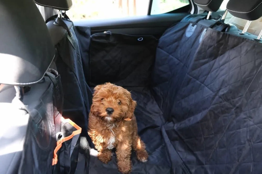 Pet Back Seat Cover