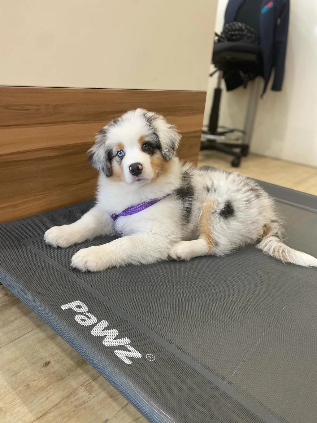 Outdoor Dog Bed - Pet Trampoline