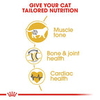 Royal Canin - Adult British Shorthair Dry Food