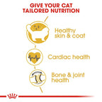 Royal Canin - Adult Ragdoll Dry Food