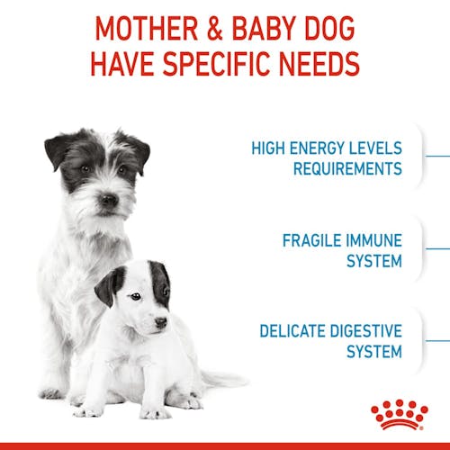 Royal Canin - Mini Starter Mother & Babydog Dry Food 3kg