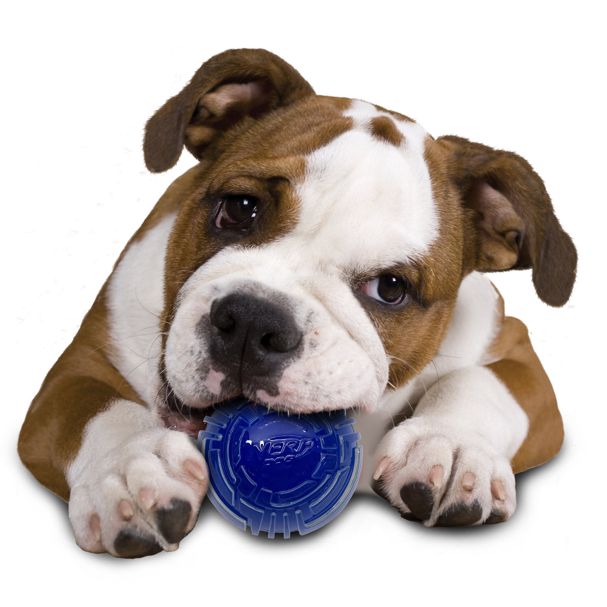 Nerf Scentology Dog Toy - Ball Bacon Clear/Blue 25cm