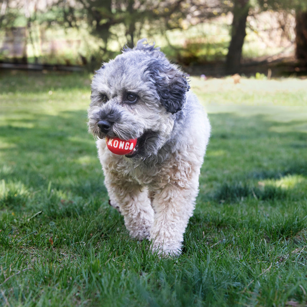 KONG Dog Toys Signature Balls