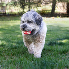 KONG Dog Toys Signature Balls