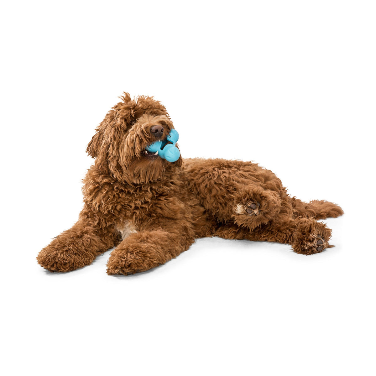 West Paw Tux Treat Dispensing Dog Toys