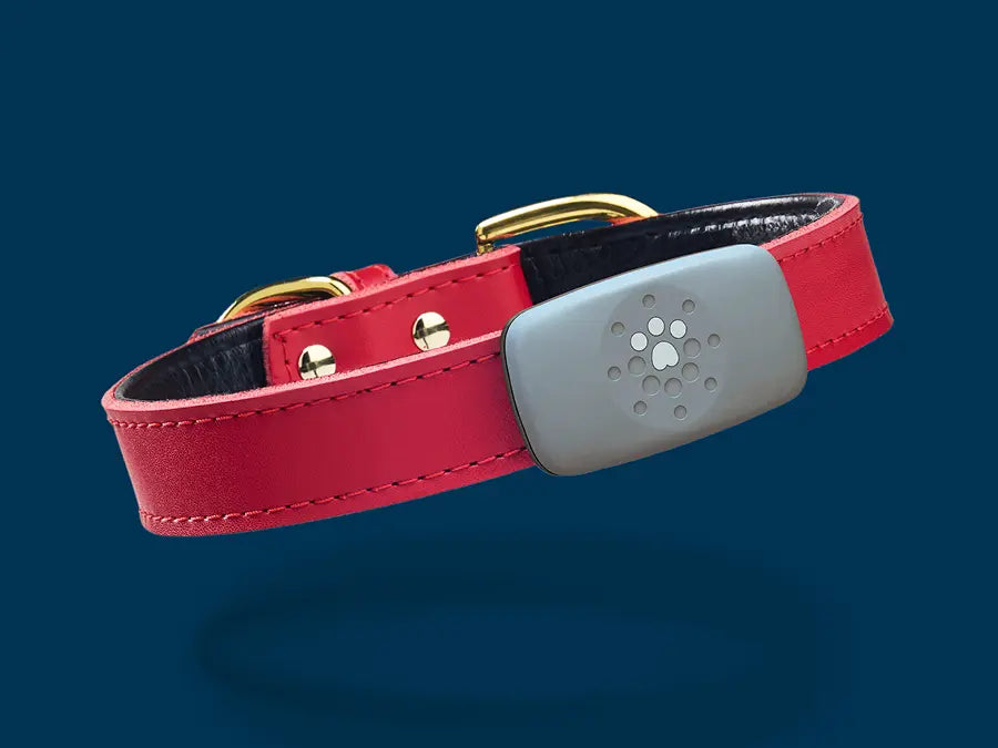 Petivity Smart GPS + Activity Tracker for Dogs