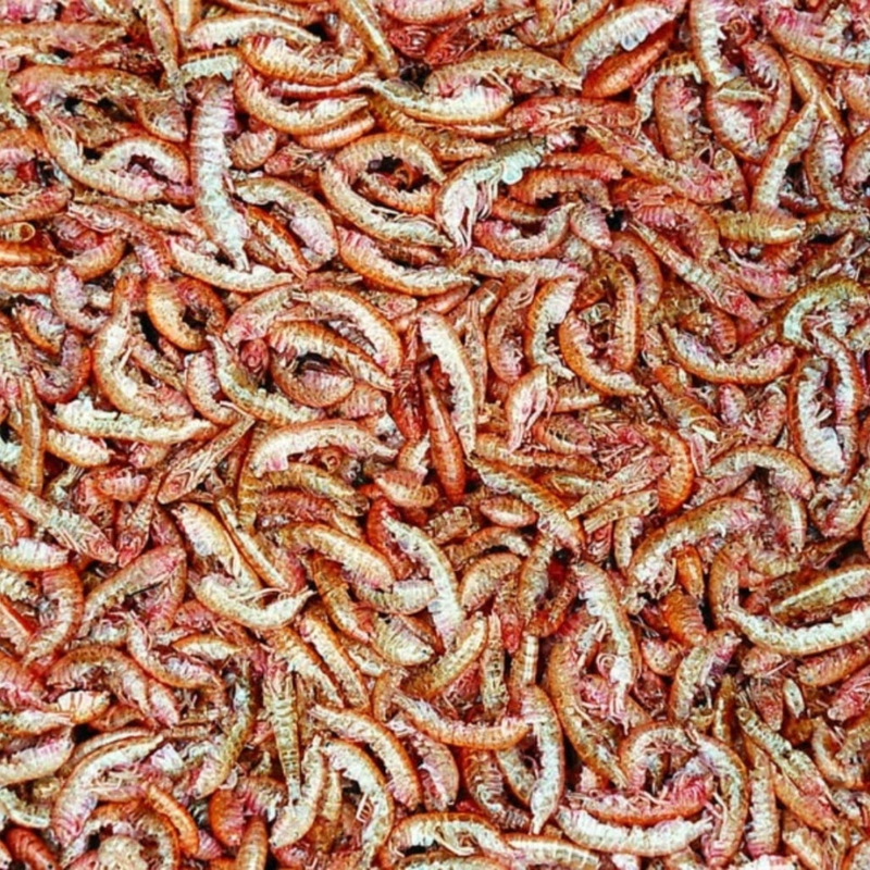 Tropical Gammarus (nature shrimps)