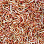 Tropical Gammarus (nature shrimps)