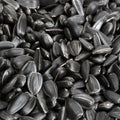 Black Oil Sunflower