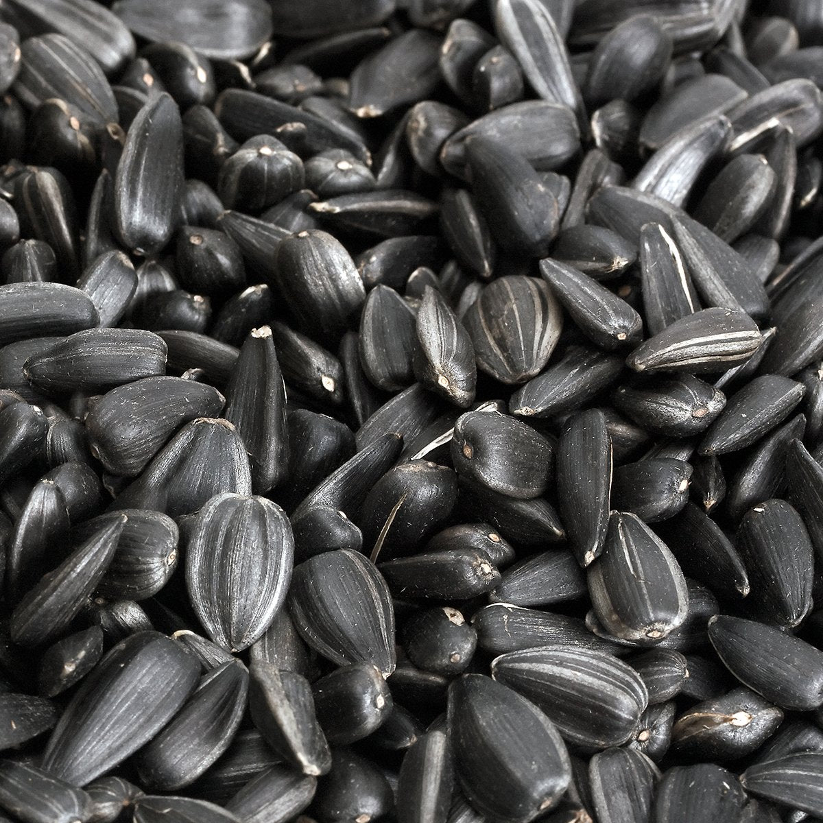 Black Oil Sunflower
