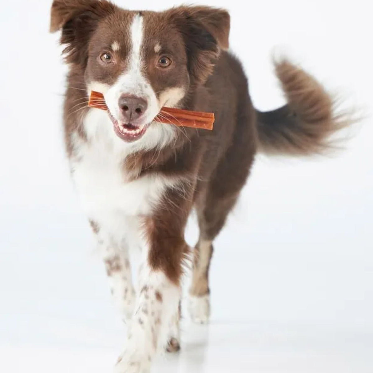 Whimzees Dental Dog Treats Stix