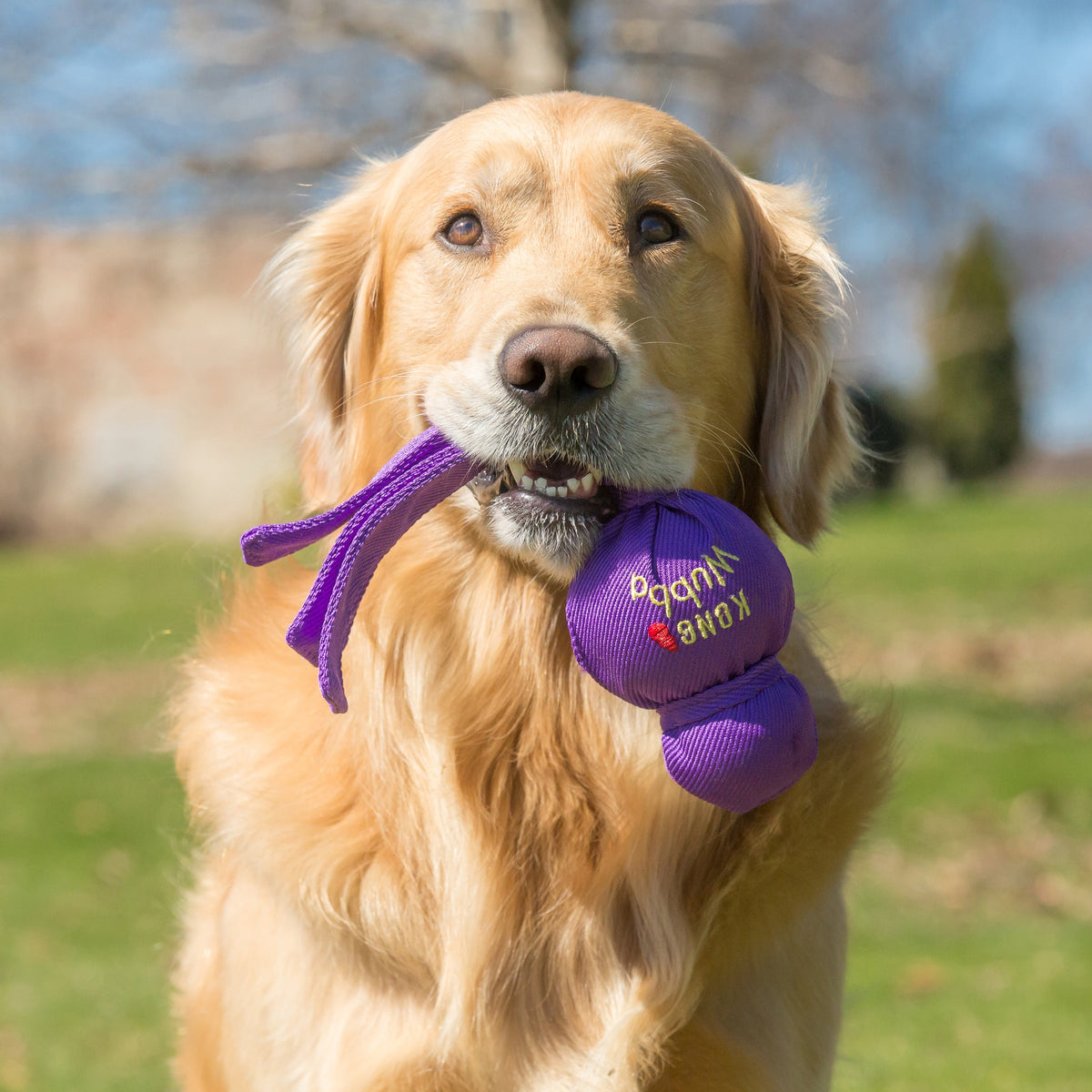 KONG Dog Toys Wubba Assorted