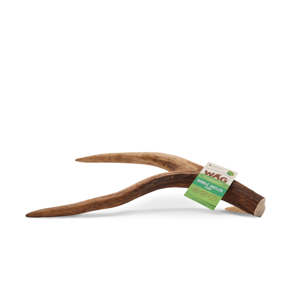 WAG Whole Deer Antler