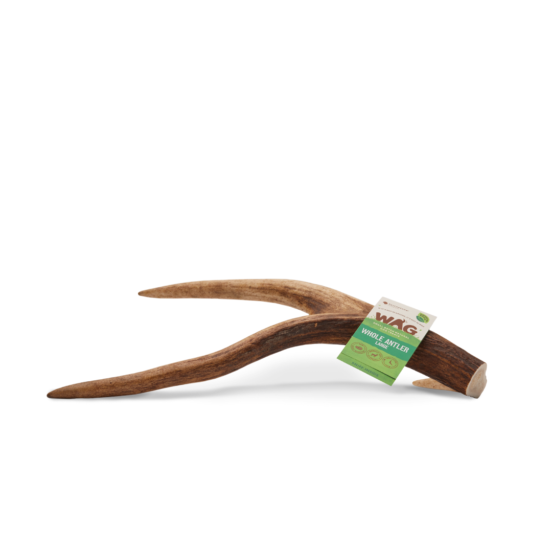 WAG Whole Deer Antler