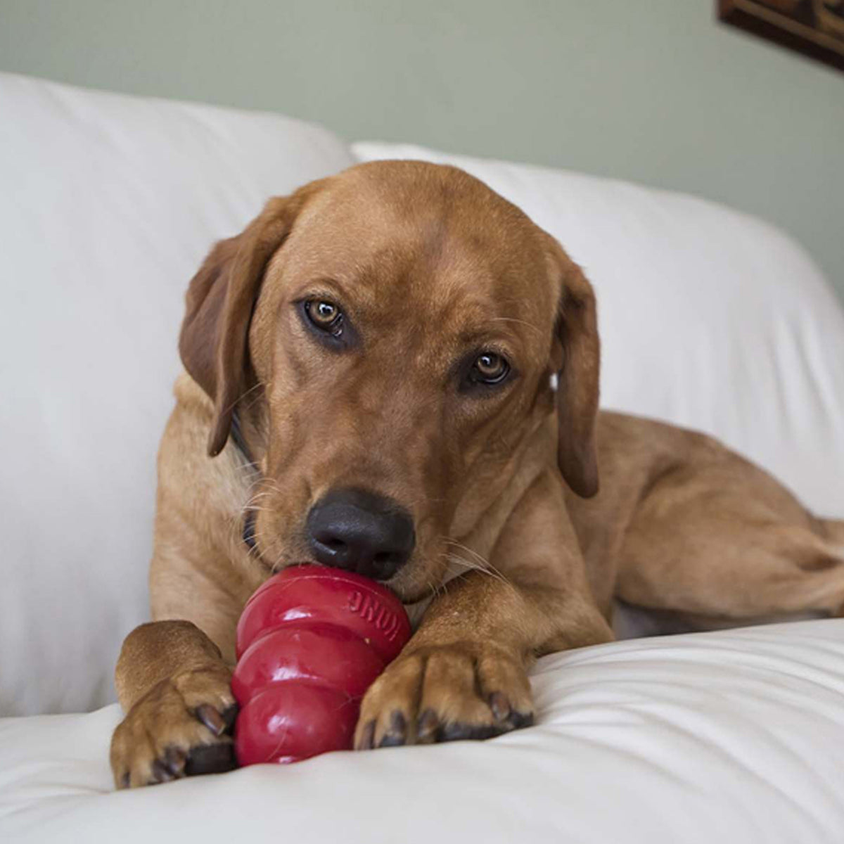 KONG Dog Snacks Peanut Butter