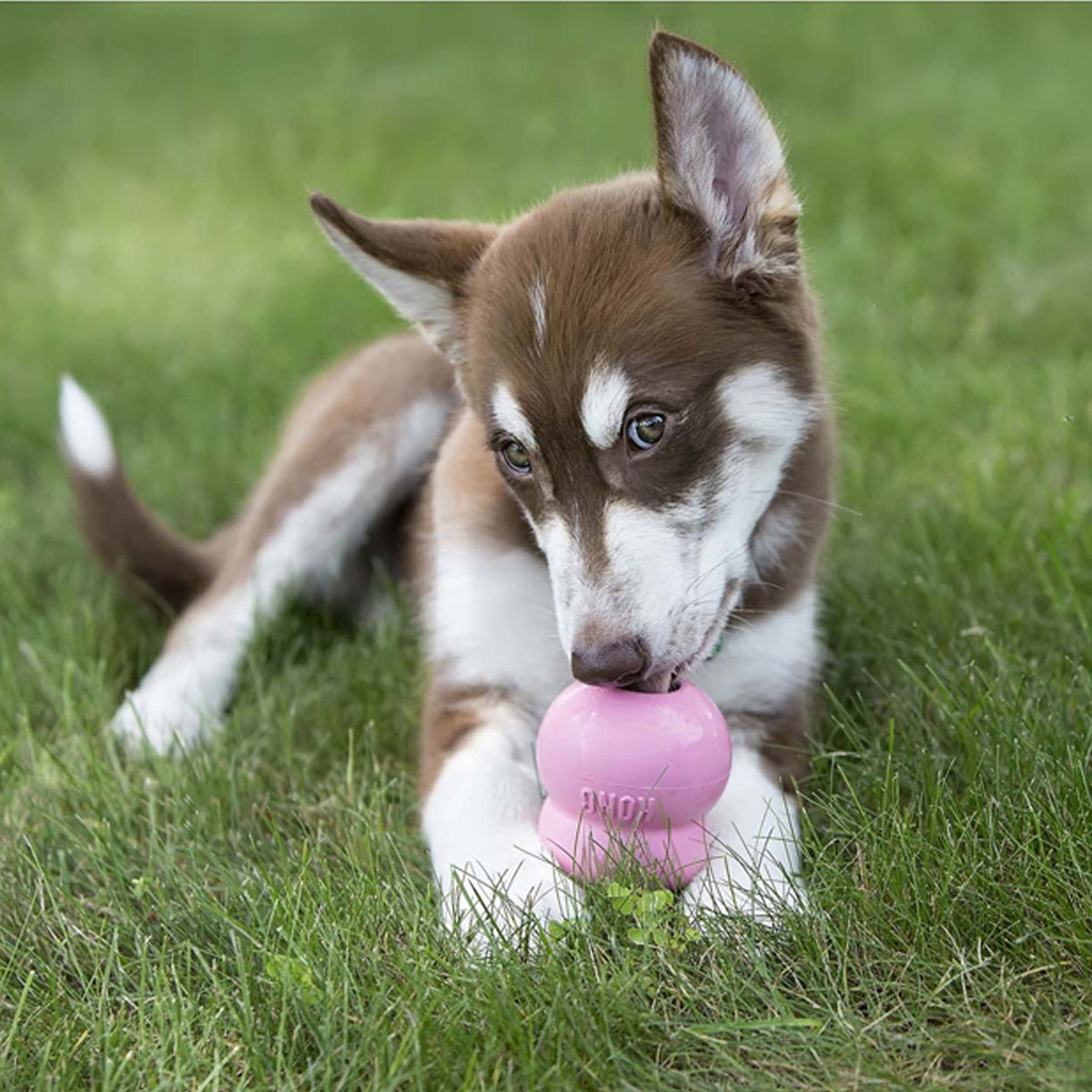 KONG Dog Easy Treat Puppy