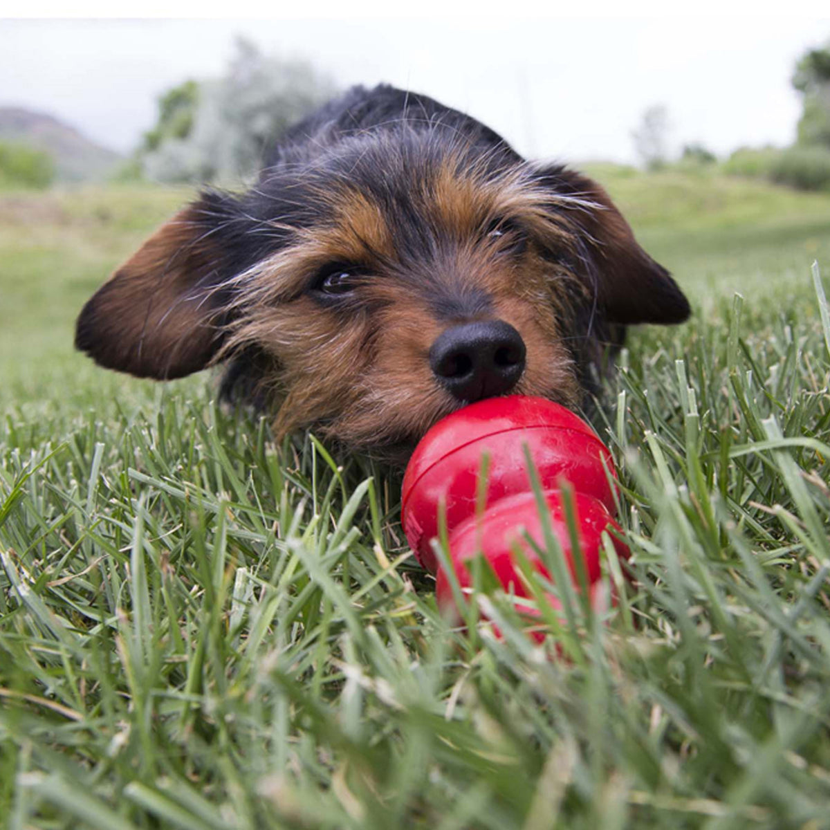 KONG Dog Easy Treat Liver
