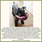 Healthy Stool for Dogs and Cats