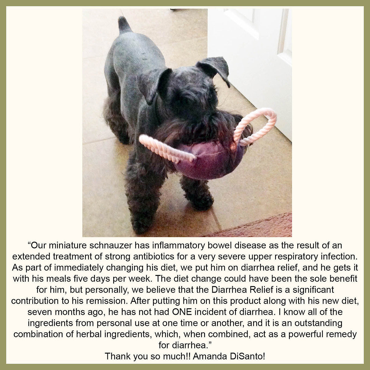 Healthy Stool for Dogs and Cats
