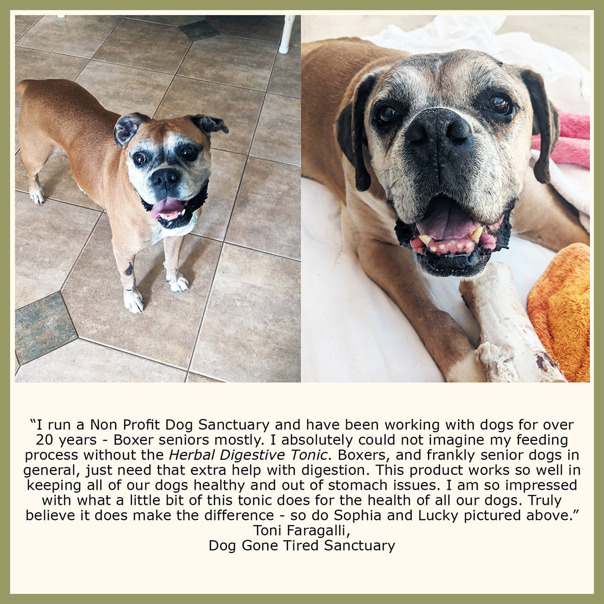 Herbal Digestive Tonic for Dogs and Cats