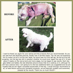 Nerve Tonic for Dogs and Cats