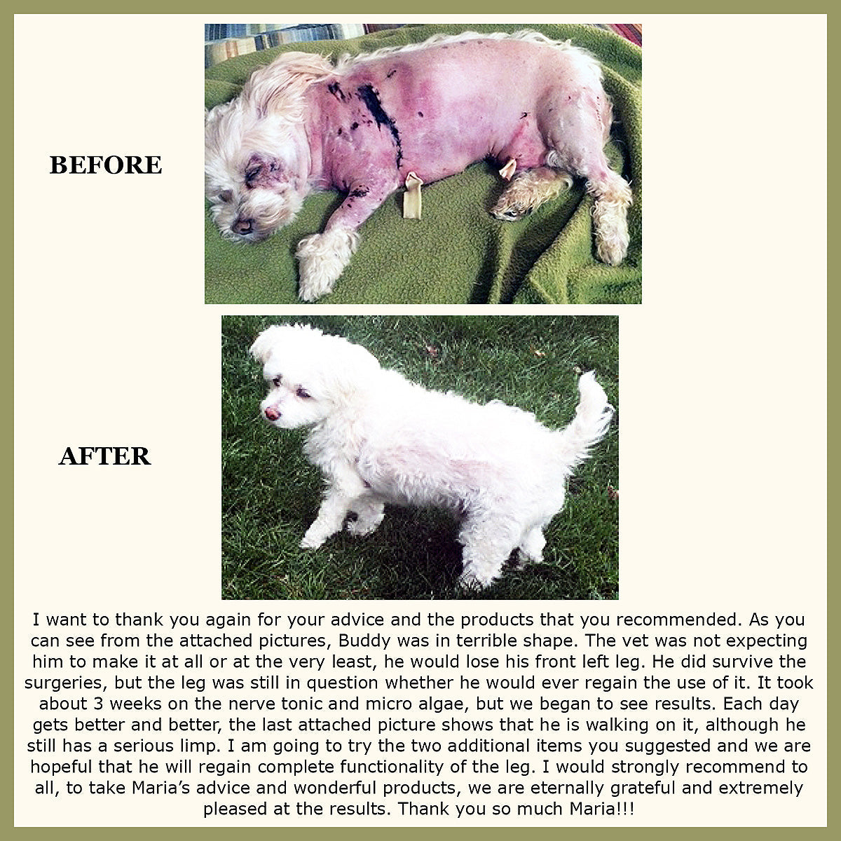 Nerve Tonic for Dogs and Cats
