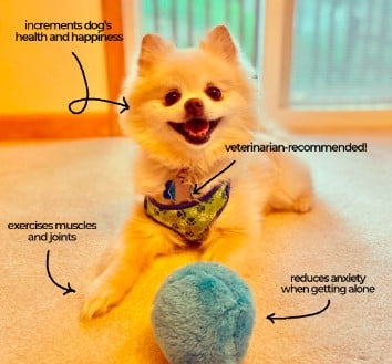 🔥LAST DAY-50%OFF🔥Anti-Anxiety Automatic Moving Ball Dogs And Cat Toys