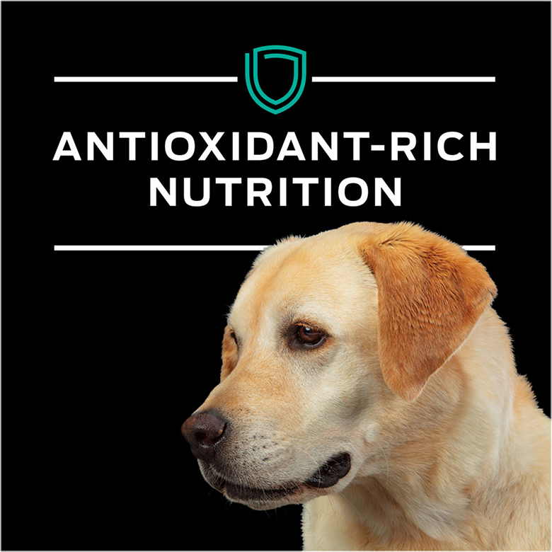 Purina Pro Plan Veterinary Diets - Canine EN Gastroenteric 6lb