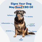CBD Oil for Dogs