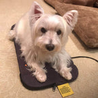 Assisi Loop Lounge - tPEMF Therapy Bed
