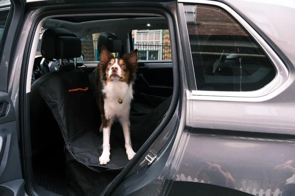 Pet Back Seat Cover