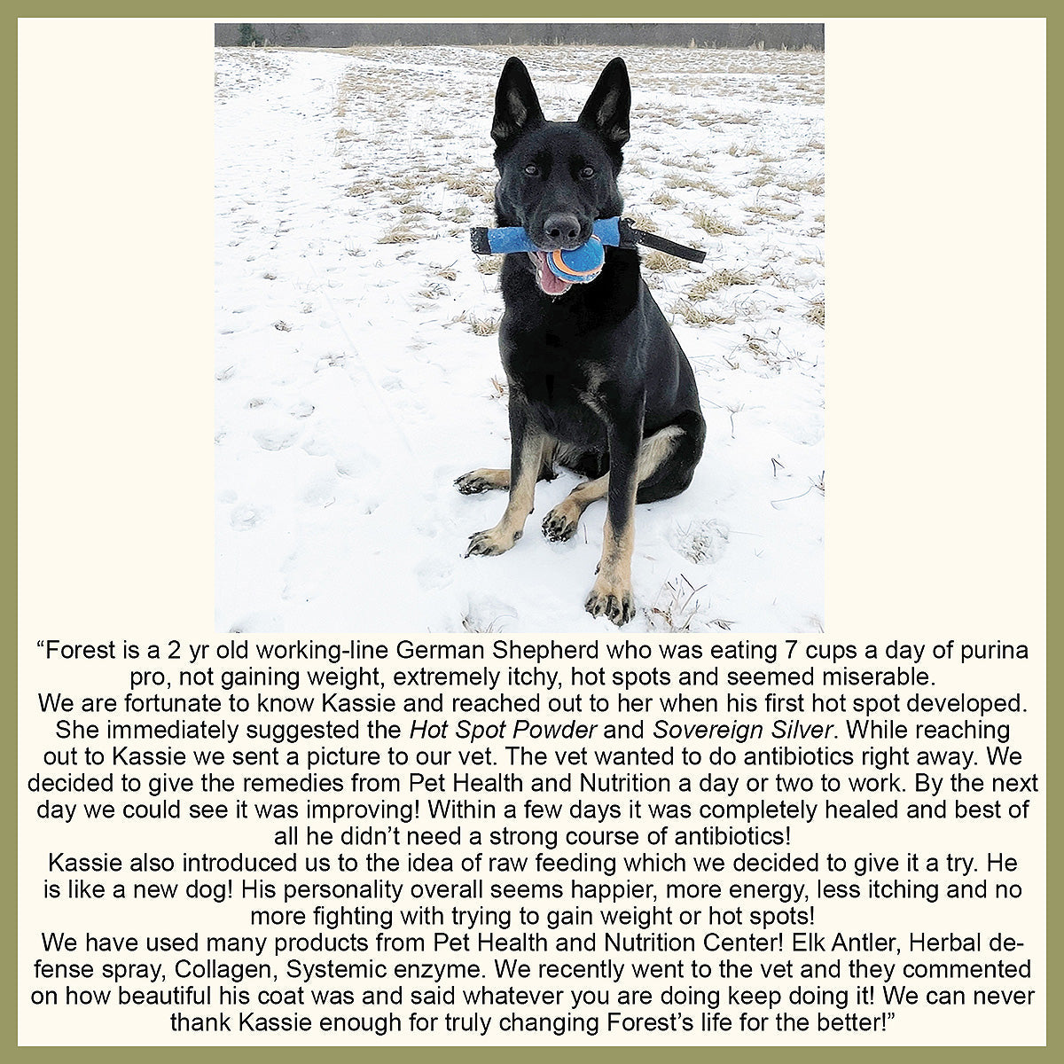 Hot Spot Powder Remedy for Dogs and Cats