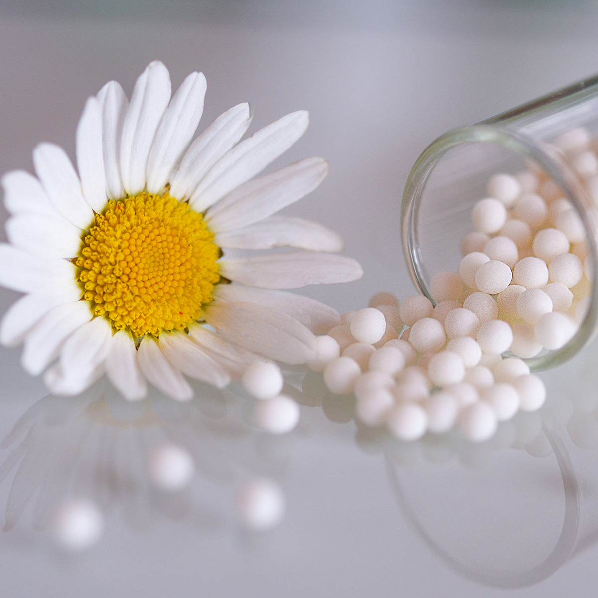 Homeopathy for Dogs and Cats