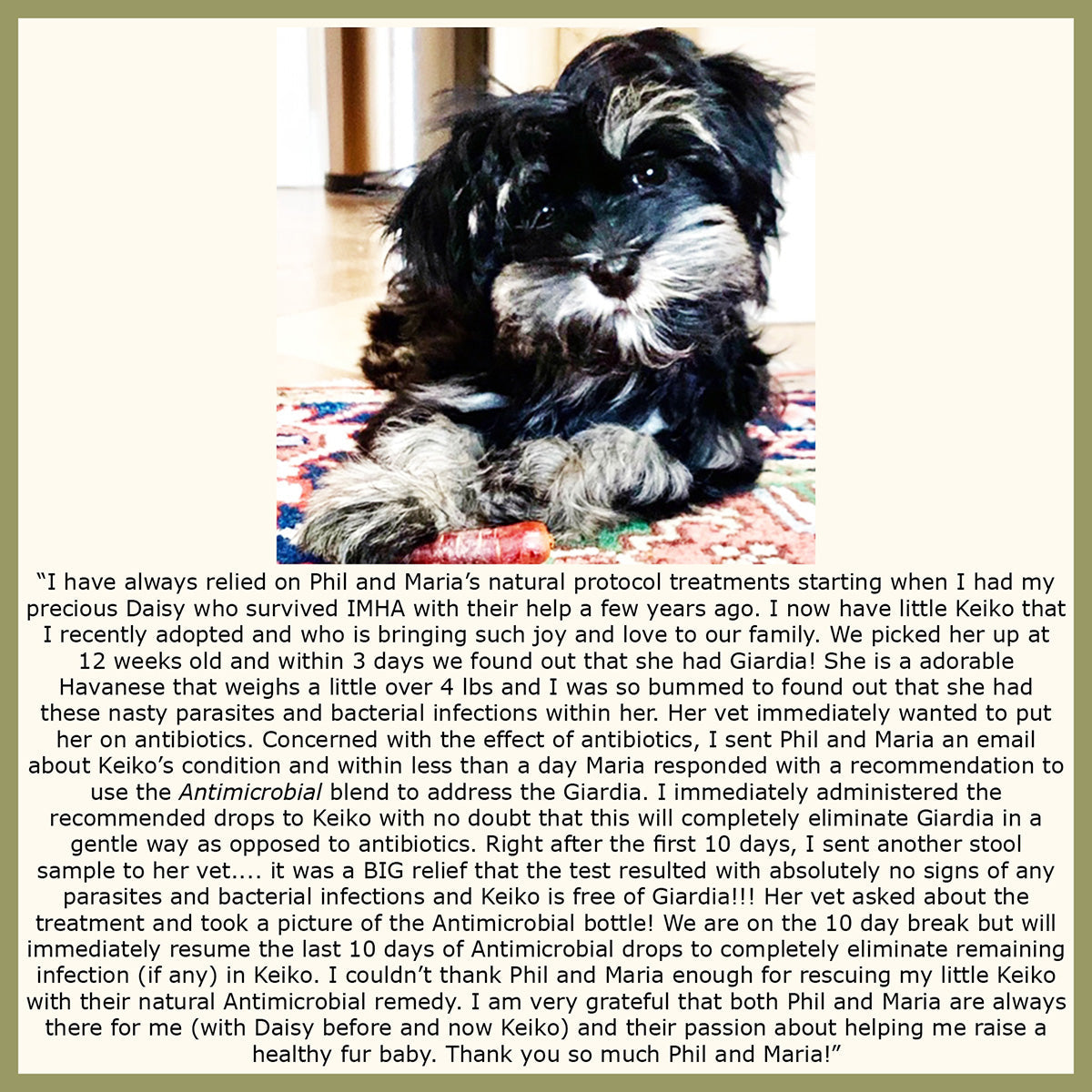 Antimicrobial Formula for Dogs and Cats