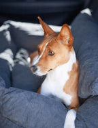 Dog Car Booster Seat