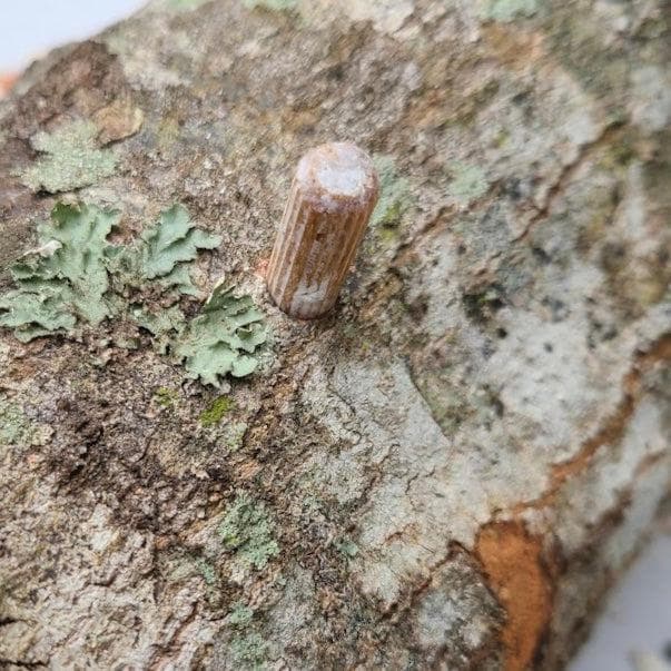 Organic Lion's Mane Mushroom Log Kit