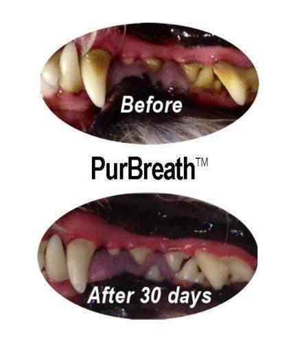PurBreath: Plaque Remover for Dogs and Cats