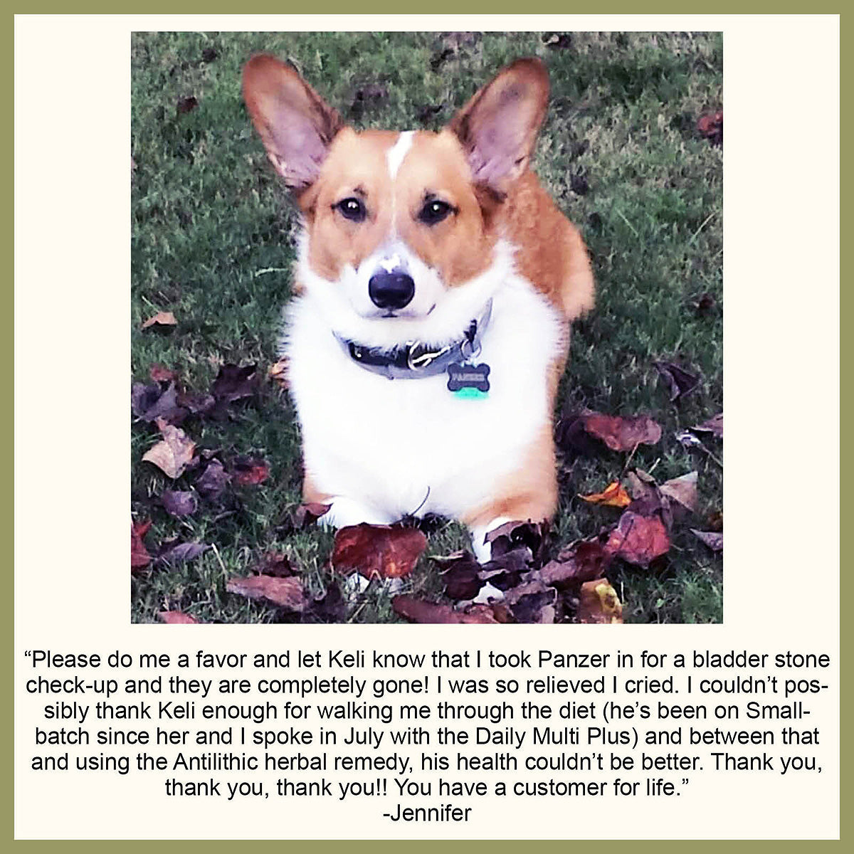 Bladder Support for Dogs and Cats