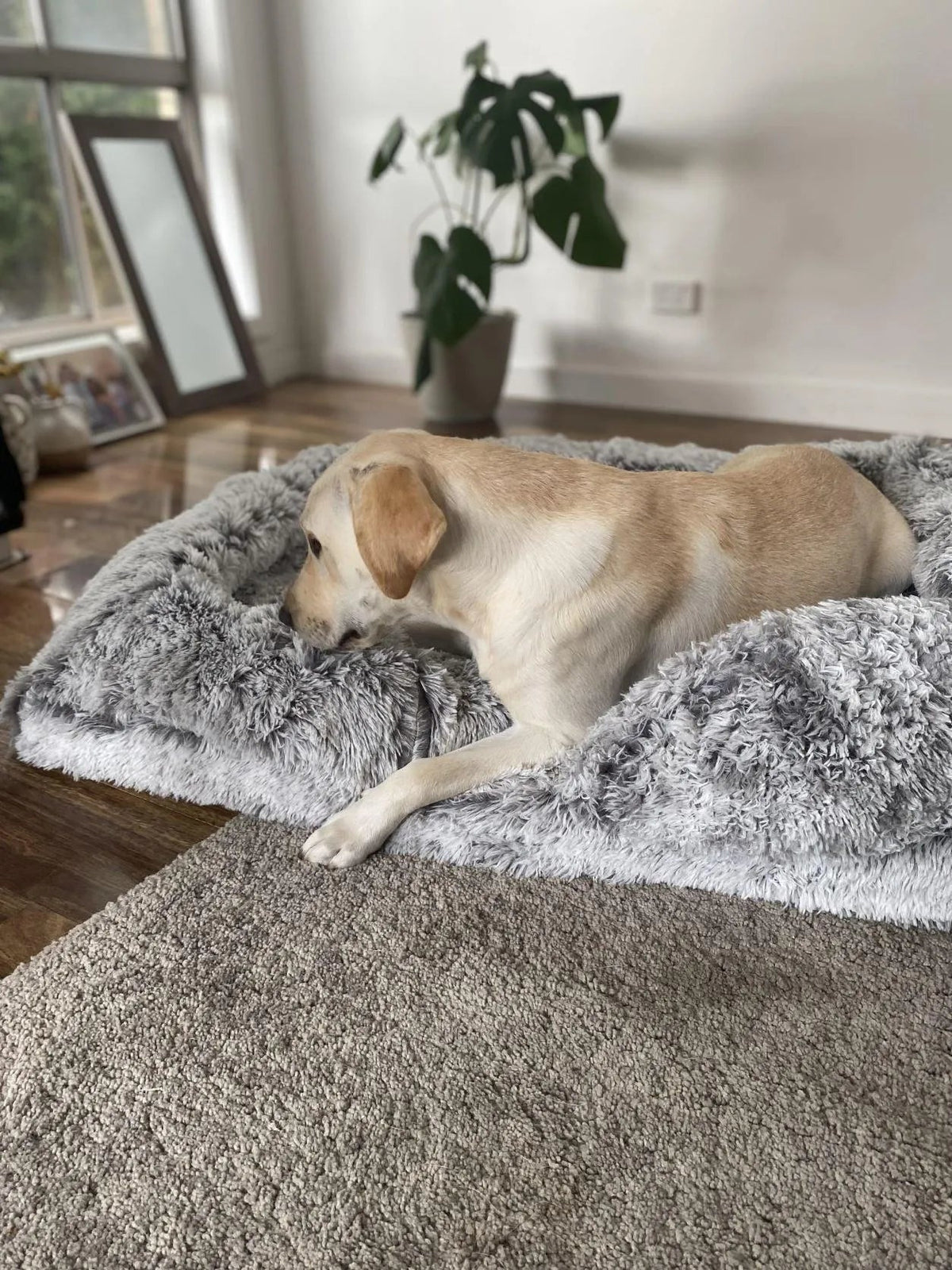Pet Orthopaedic Bed