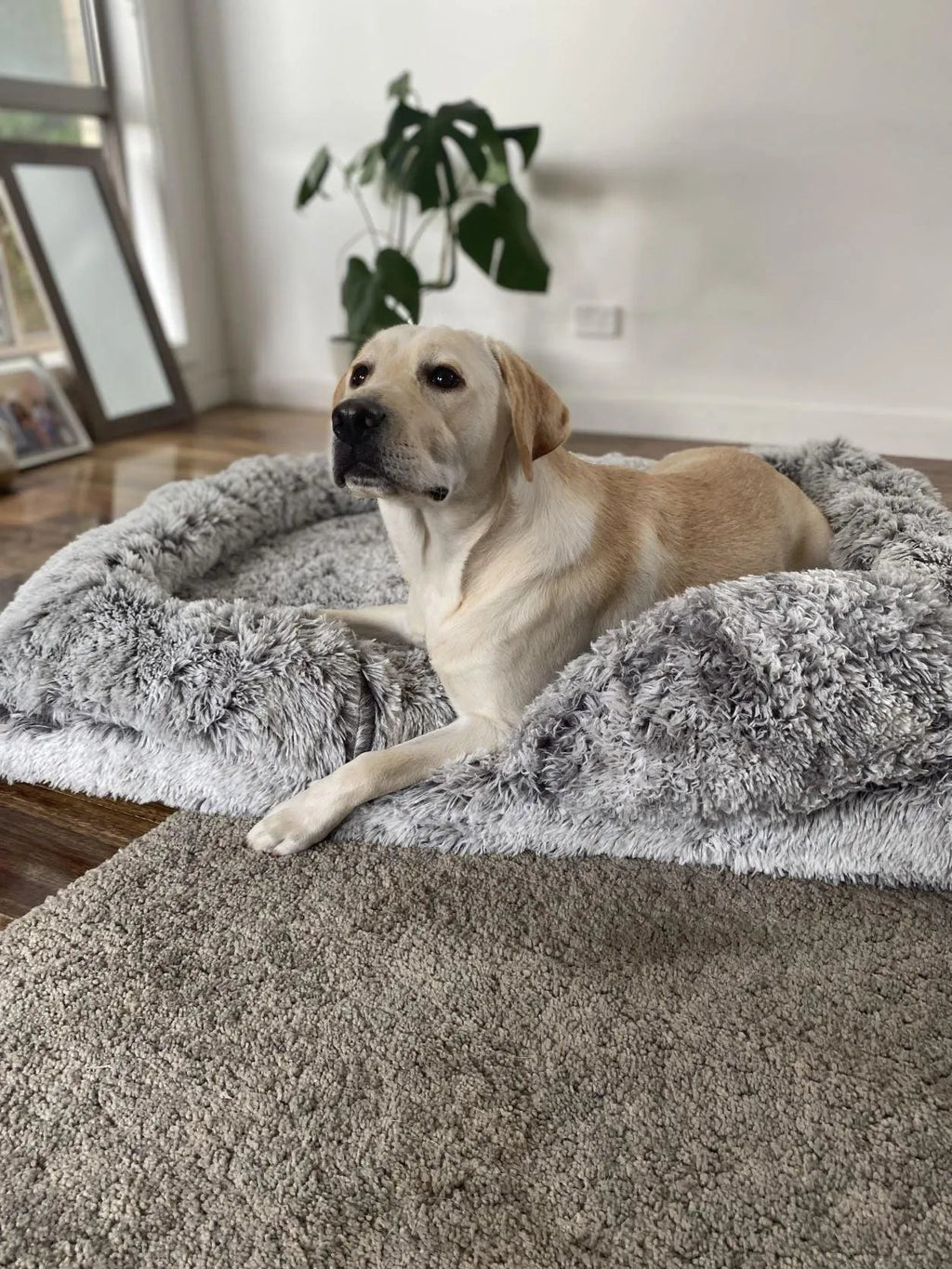 Pet Orthopaedic Bed