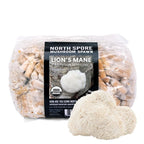 Organic Lion's Mane Mushroom Plug Spawn