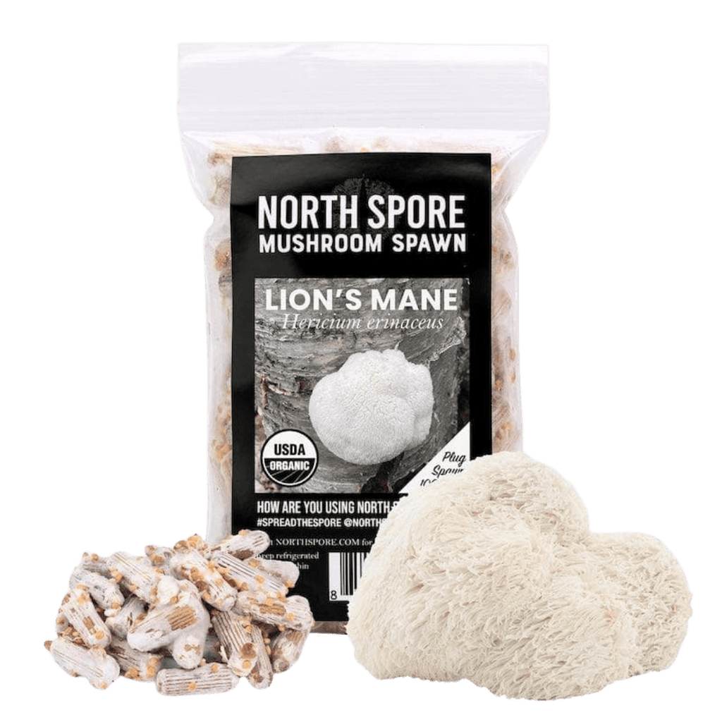 Organic Lion's Mane Mushroom Plug Spawn