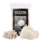 Organic Lion's Mane Mushroom Plug Spawn