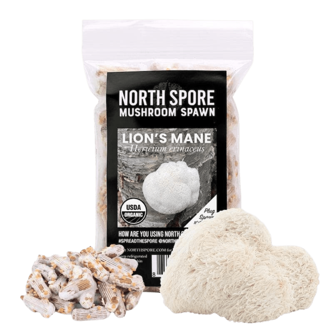 Organic Lion's Mane Mushroom Plug Spawn