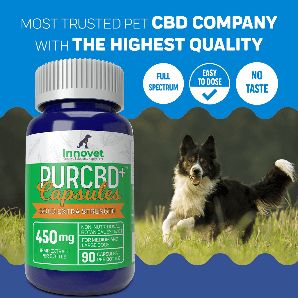 Hemp CBD Capsules for Dogs